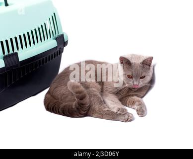 Image isolée , Un chat écossais montre sa langue près d'un porte-chat pour transporter des animaux, de beaux chats domestiques, des chats dans la maison, des animaux de compagnie, allant à t Banque D'Images