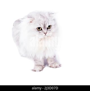 Portrait d'image mignon peluche Scottish chat argent blanc-chinchilla couché sur un fond blanc, image isolée, beaux chats domestiques, chats dans la houe Banque D'Images