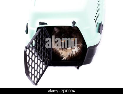 Beau chat écossais Highland se trouve à l'intérieur d'un porte-chat pour transporter des animaux, image isolée, beaux chats domestiques, chats dans la maison, animaux de compagnie, un tr Banque D'Images