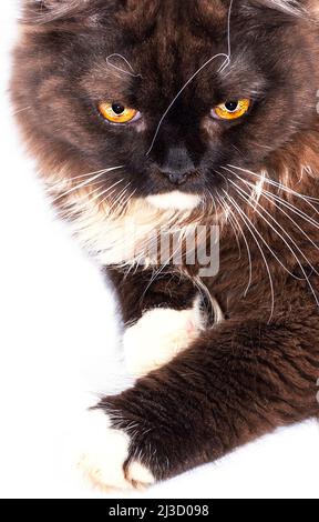 Beau portrait face gros plan d'un chat écossais brun à poil long sur un fond blanc, image isolée, beaux chats domestiques, chats dans la maison Banque D'Images