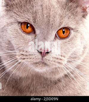 Gros plan d'un beau chat lilas écossais, de beaux chats domestiques, des chats dans la maison, des animaux de compagnie Banque D'Images