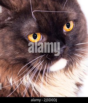 Portrait face gros plan d'un chat écossais-britannique brun à poil long sur un fond blanc, image isolée, beaux chats domestiques, chats dans la maison, Banque D'Images