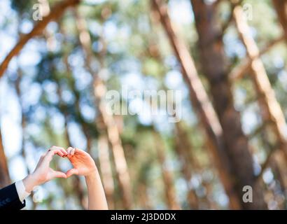 Concept de Saint Valentin ou de mariage. Mains de la mariée et du marié montrant le geste du coeur dans la forêt de pins. Bonne nouvelle. Banque D'Images