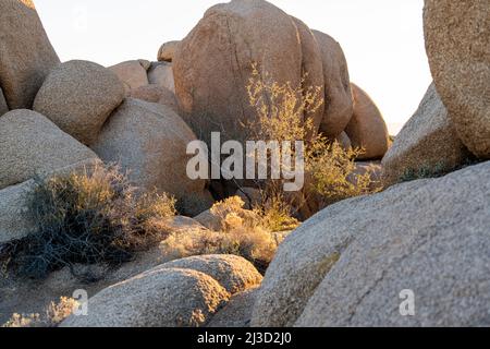 Le soleil de l'aube s'élève à travers les frontières immenses parsemées de plantes désertiques dans le terrain de camping Jumbo Rocks dans le parc Joshua Tree dans le sud de la Californie. Banque D'Images