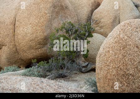 Un bel arbre isolé pousse d'une fissure dans les rochers du terrain de camping Jumbo Rocks, dans le parc Joshua Tree, en Californie du Sud Banque D'Images