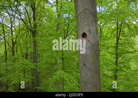 Nid / trou de nidification du pic noir (Dryocopus martius) martelé dans le tronc de hêtre dans la forêt décidue / bois au printemps Banque D'Images