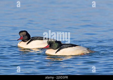 Deux mergansers / goosanders communs (Mergus merganser merganser) mâles / drakes dans la reproduction plumage nage en hiver Banque D'Images