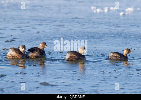 Quatre petits grèbes / dabchicks (Tachybaptus ruficollis / Podiceps ruficollis) dans le plumage non-reproducteur nageant dans un lac partiellement gelé en hiver Banque D'Images