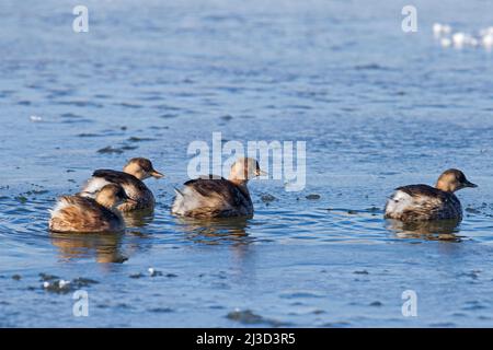 Quatre petits grèbes / dabchicks (Tachybaptus ruficollis / Podiceps ruficollis) dans le plumage non-reproducteur nageant dans un lac partiellement gelé en hiver Banque D'Images