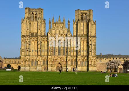 Avant ouest et entrée et vert de la cathédrale de Wells 12th Century, Wells, Somerset, Royaume-Uni Banque D'Images