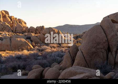 Le soleil de l'aube s'élève à travers les frontières immenses parsemées de plantes désertiques dans le terrain de camping Jumbo Rocks dans le parc Joshua Tree dans le sud de la Californie. Banque D'Images