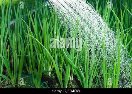 Arrosage à la main d'une plante avec arrosoir. Magnifique champ d'oignon vert en pleine croissance. Agriculture et agriculture, ail, plantation d'oignons dans un potager. Banque D'Images