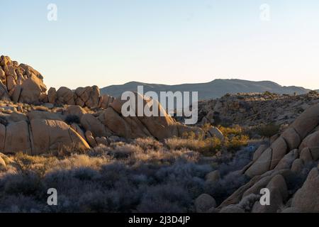 Le soleil de l'aube s'élève à travers les frontières immenses parsemées de plantes désertiques dans le terrain de camping Jumbo Rocks dans le parc Joshua Tree dans le sud de la Californie. Banque D'Images