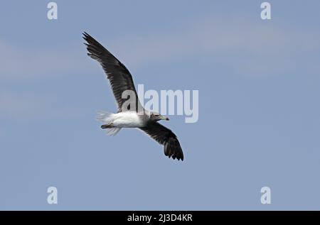 Sooty Goll (Larus hemprichii) adulte en vol Oman Décembre Banque D'Images