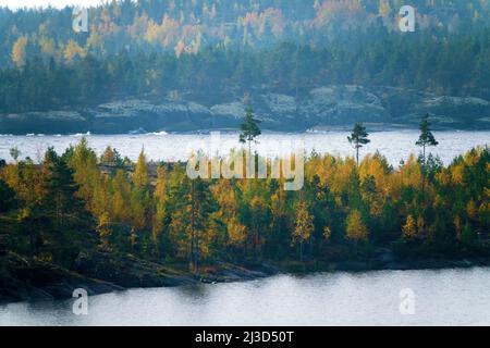 Bouclier cristallin Baltique, esker. Paysage glacié (chaînage glaciaire). cape en pierre, roche de berger avec petit bouleau d'automne, pins nains en LAD du Nord Banque D'Images