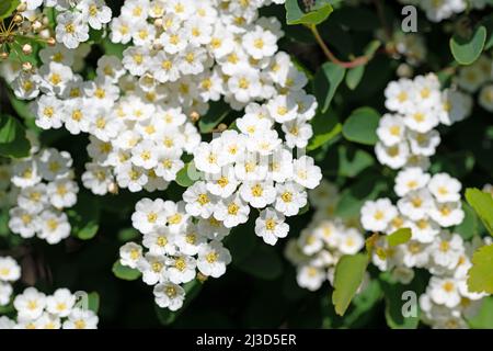 Arbuste Spier en fleur, spiraea, au printemps Banque D'Images