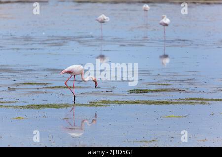 Flamants dans le parc naturel de Ria Formosa, Olhao, Algarve, Portugal Banque D'Images