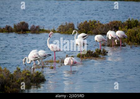 Flamants roses dans le parc naturel de Ria Formosa, Fuseta, Algarve, Portugal Banque D'Images