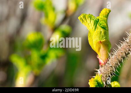 Rose sauvage (rosa rugosa), également connue sous le nom de rose japonaise, gros plan des premières feuilles apparaissant sur l'arbuste sous un certain soleil printanier. Banque D'Images