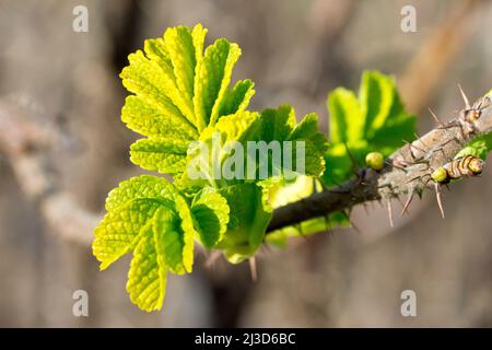 Rose sauvage (rosa rugosa), également connue sous le nom de rose japonaise, gros plan des premières feuilles apparaissant sur l'arbuste sous un certain soleil printanier. Banque D'Images