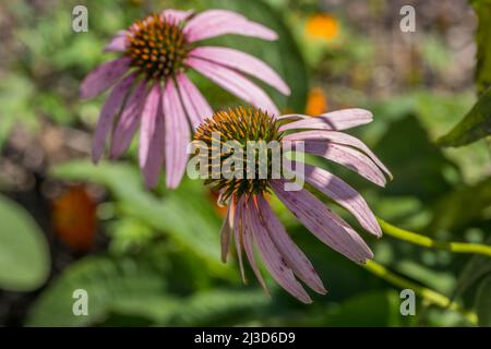 Des fleurs de conefleurs violettes en pleine floraison se flétrissant par une chaude journée ensoleillée en été vue rapprochée Banque D'Images