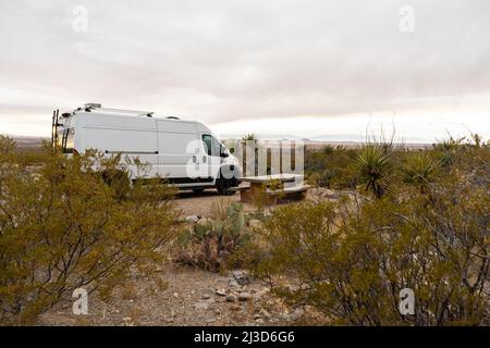 Un bel arbre isolé pousse d'une fissure dans les rochers du terrain de camping Jumbo Rocks, dans le parc Joshua Tree, en Californie du Sud Banque D'Images