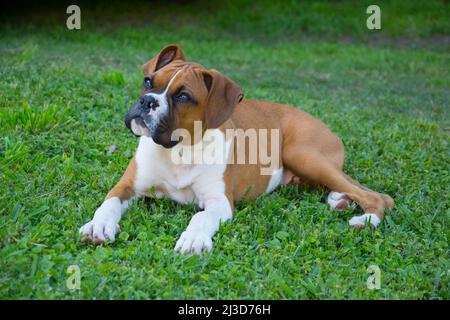 Chiot boxeur allongé sur l'herbe verte Banque D'Images