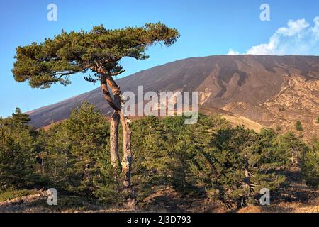 Grand pin et volcan de l'Etna, Sicile Banque D'Images