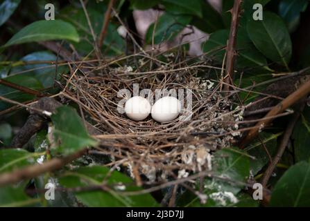 Nid de Dove à collier, également connu sous le nom de Dove à col eurasien, Streptopelia decaocto. Nid de brindilles avec deux œufs dans un arbre, Londres, Royaume-Uni, Banque D'Images