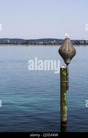 Mouette debout sur une marque latérale traditionnelle - en panier en rotin (pour l'eau de pilotage sûre) sur le lac de Constance, en Europe Banque D'Images