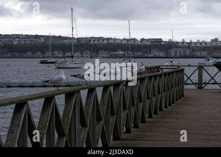 Une rangée de goélands à tête noire ( Chericocephalus ridibundus) assis sur une clôture avec baie de Cardiff derrière et Penarth en arrière-plan Banque D'Images