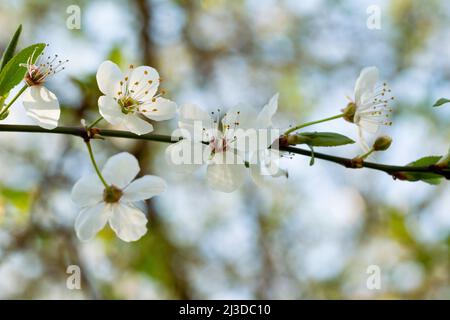 Cerasus Flores fleurit pour l'été à Édimbourg, en Écosse, au Royaume-Uni Banque D'Images