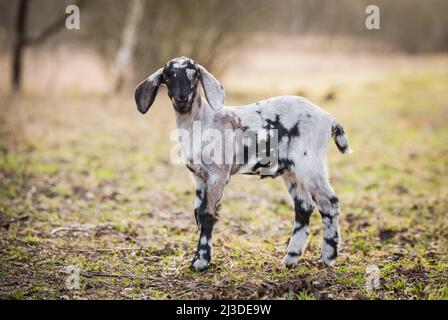 Petit portrait de chèvre de boer sud-africain sur la nature Banque D'Images