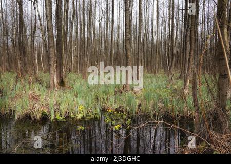 Printemps dans la vallée de Biebrza, forêt de marais d'aulne, avril sur les marécages, paysage avec les marécages de marais Banque D'Images