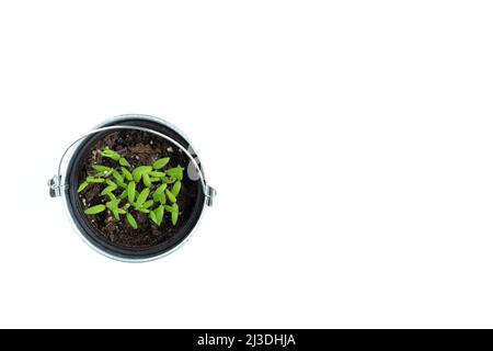 Pot avec jeunes plants de tomates sur fond blanc. Vue de dessus. Banque D'Images
