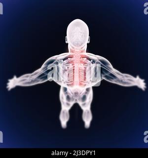 Face à l'inflammation et la douleur paralysantes.Vue en grand angle d'une représentation cgi de la structure squelettique humaine. Banque D'Images