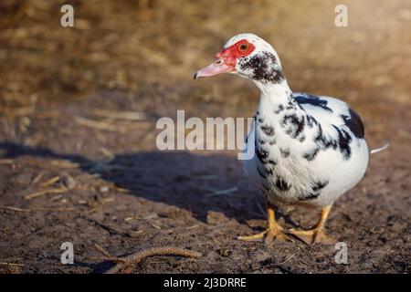 Blanc avec des taches noires de canard musqué, marchant dans la cour, fond brun. Banque D'Images