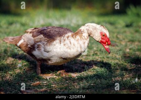 Un canard musqué brun est à la recherche de nourriture dans l'herbe de cour. Banque D'Images