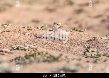 Espèce menacée Pluvier neigeux occidental Charadrius nivosus à point Reyes National Seashore, Californie, États-Unis. Banque D'Images