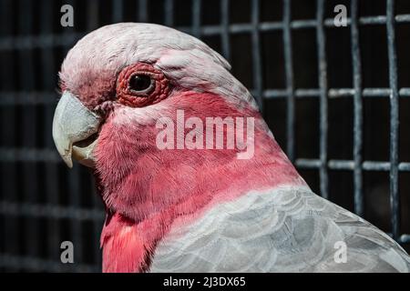 Galah portrait oiseau côté Banque D'Images