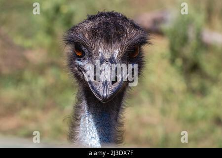 Vue avant de l'oiseau EMU sur le portrait Banque D'Images