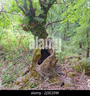 Grand trou dans le tronc d'un grand arbre en forêt verte. Banque D'Images