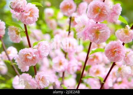 Délicat fond rose printemps avec des fleurs de cerisier sakura. Flou flou de flou. Remplissage de l'arrière-plan Banque D'Images