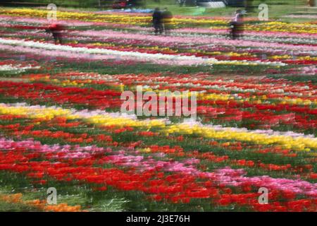 Rome, Italie. 05th avril 2022. Rome, Italie - 07,04 2022: Les tulipes du parc de Tulipark dans la via dei gordiani, à la périphérie de Rome, sont exposées au public pour être photographiées et achetées. Tulipark est le premier parc de tulipes en Italie. Crédit : Agence photo indépendante/Alamy Live News Banque D'Images