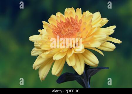 Une mère jaune Chrysanthemum Garden -famille des Asteraceae- fleurit en pleine fleur dans un éclairage d'ambiance vert foncé doux; capturée dans un studio Banque D'Images