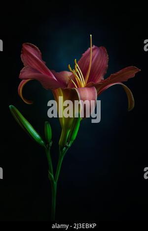 Une fleur de nénuphar couleur pêche - famille Hemerocallis - dans un éclairage doux et intense d'ambiance sombre avec la stigmatisation allumée ; capturée dans un studio Banque D'Images