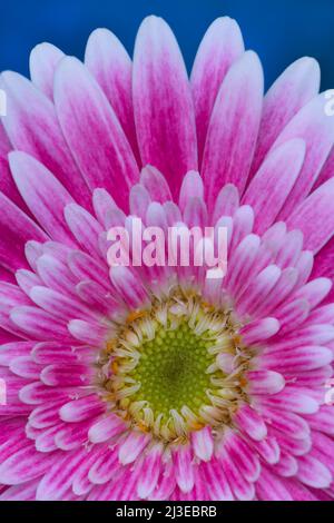 Un gros plan extrême d'une fleur rose de Gerbera - Gerbera jamesonii - avec un centre jaune en pointe vers le haut; capturé dans un studio Banque D'Images