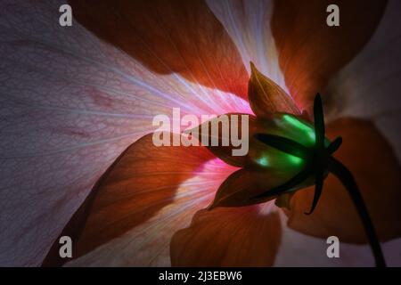 Une vue arrière rétroéclairé d'une fleur orange Hibiscus -Hibiscus sinensis- dans un éclairage doux et sombre; prise dans un studio Banque D'Images