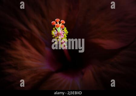 Un gros plan extrême d'un hibiscus orange -Hibiscus sinensis- fleurs stigmate, pistil et STAMEN dans un éclairage doux et sombre; capturé dans un studio Banque D'Images