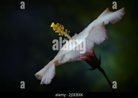 Un hibiscus blanc -Hibiscus sinensis- fleur d'une vue latérale dans un éclairage doux et sombre avec un centre rouge vif; capturé dans un studio Banque D'Images